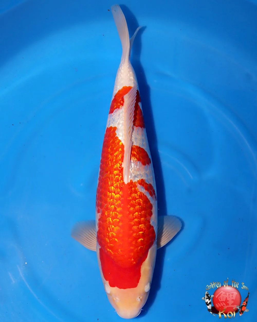 Torazo Nisai Kohaku — Children of the Sun Koi - Japanese Koi For Sale